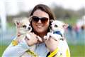 All About Dogs returns to Newbury Showground
