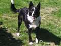 Collie hopes for happy toy story ending