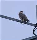 Peregrine falcons settle on Newbury's BT building