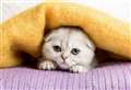 The breed Cats Protection wants banned in the UK 