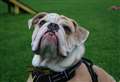 This cheeky chap is looking for a loving home