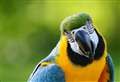 'My parrot destroyed it' and other odd reasons why drivers need new vehicle log books