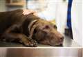 RSPCA fears for pet health as cash-strapped owners cut back