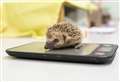 Concern for welfare of hedgehogs 