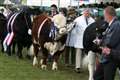 Countdown to county show