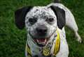 Lovely Luna is looking for someone to give her 101%