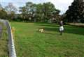 Trees felled for flood basin