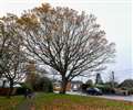 Ancient Tadley oak tree earmarked for felling is saved