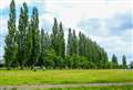 54 Stroud Green poplars to be axed over safety fears