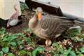 Mother Goose sets up home in strangely quiet station concourse