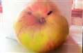 Bramley apple has extra ap-peel
