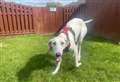 One-year-old Lurcher found with broken leg looking for forever home