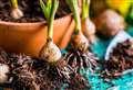Volunteers wanted for spring bulb planting