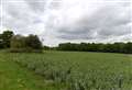 Thousands sign petition as Sandleford row rumbles on