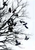 Are they birds or some leftover Christmas decorations?