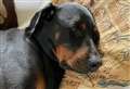 Could you give Ronnie her forever home?