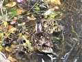 Gadwall ducklings in Newbury