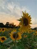 Sunflowers in Wash Common