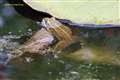 A frog at Greenham Common