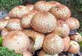 'Commercial' mushroom gangs stripping nature reserves, claims wildlife charity
