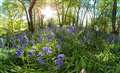 Bluebells 