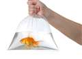 RSPCA wades into Michaelmas Fair goldfish row