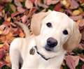Puppy walking roadshow trots into town