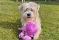 Senior pup adoption success