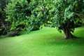 Scenic Boxford gardens open in aid of defibrillator