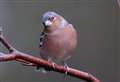 Disease spread by garden bird feeders is killing finches 