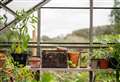 Plants that boost health and wellbeing