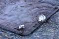 Sewer systems fail in floods
