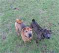 Dynamic doggie duo seek new home together