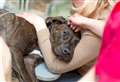 What should you do if you find a stray dog?