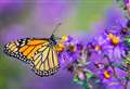 Take part in butterfly count