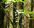 Pamber Forest warden's snare warning