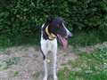 Zippy greyhound seeks new home