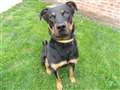 Young rottweiler with bags of energy seeks new home