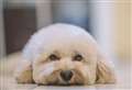 The 10 most Instagrammable dog breeds 