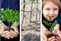 Plant a tree to support Queen's Green Canopy