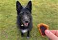 Lockdown easing: Dog's Trust advice to pet owners for when 6 people can meet outdoors