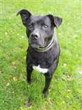 Sweet Suki seeks new home to lap up lurve