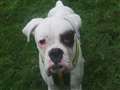 Box clever and give big softie Rocky a champion home