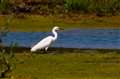 Summertime on Greenham Common 