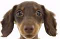 West Berkshire animal welfare charities team up to launch fundraising campaign