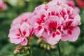 Children can learn to dig gardening by growing geraniums during National Children's Gardening Week, May 23-31