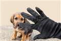 Animal lovers lose millions to pet fraud 