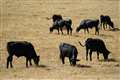No drop in food standards, says Government as UK-US deal opens up beef trade