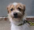 Dog of the Week