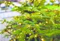 Village Christmas jingle and tree lights switch on